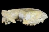 Oreodont (Merycoidodon) Partial Skull - Wyoming #113032-3